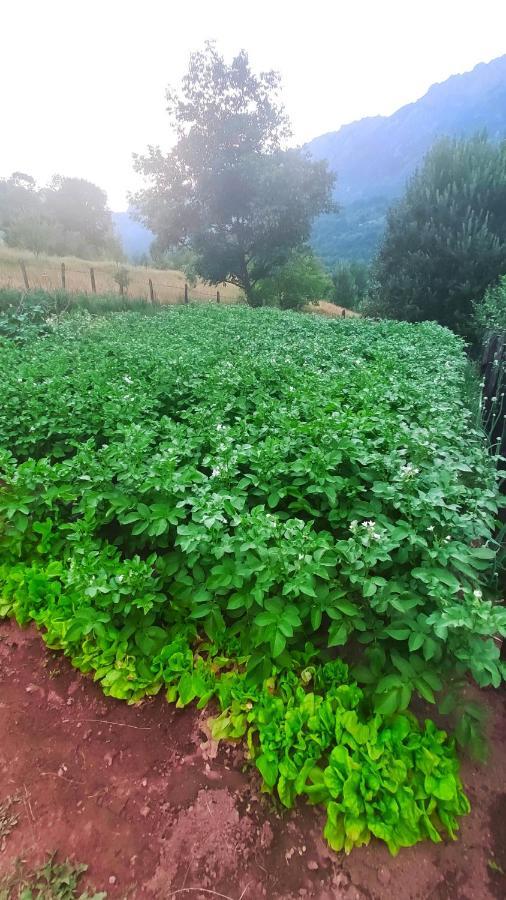 Gasthaus Privatni Smjestaj "Mratinje" Plužine Exterior foto